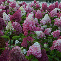 Rispenhortensie Fraise Melba® 'Renba' - Rispenhortensie - Bakker