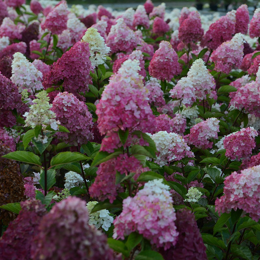 Rispenhortensie Fraise Melba® 'Renba' - Rispenhortensie - Bakker