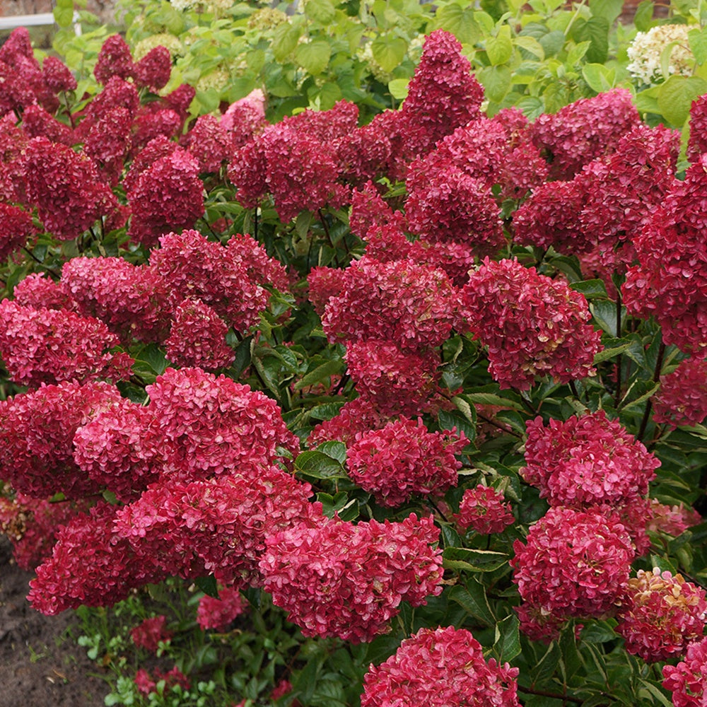 Hydrangea paniculata fraise melba ® ‘renba’ - Rispenhortensie Fraise Melba® 'Renba' - Rispenhortensie