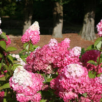 Rispenhortensie - Rispenhortensie Fraise Melba® 'Renba' - Hydrangea paniculata fraise melba ® ‘renba’