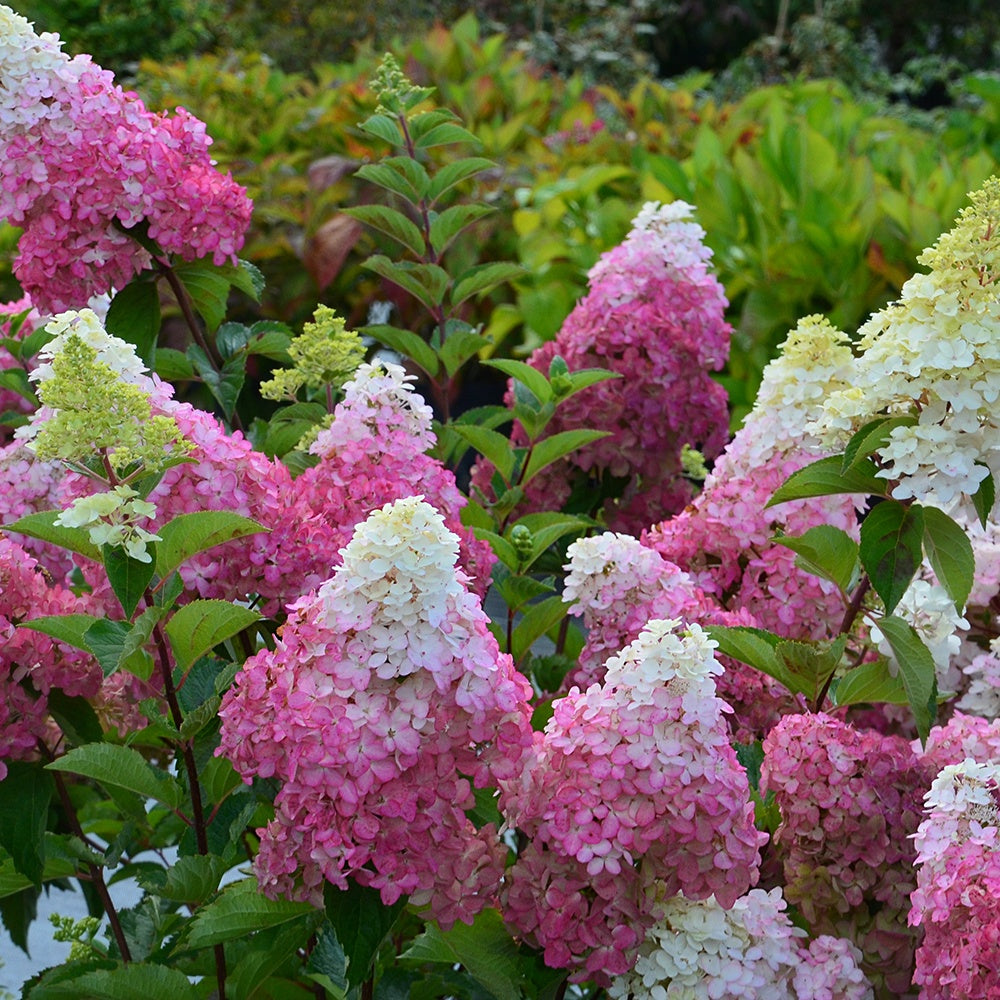 Verkauf Rispenhortensie Fraise Melba® 'Renba' - Hydrangea paniculata fraise melba ® ‘renba’
