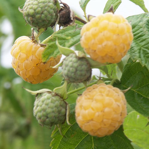 Himbeeren Fallgold - Rubus idaeus Fallgold - Bakker