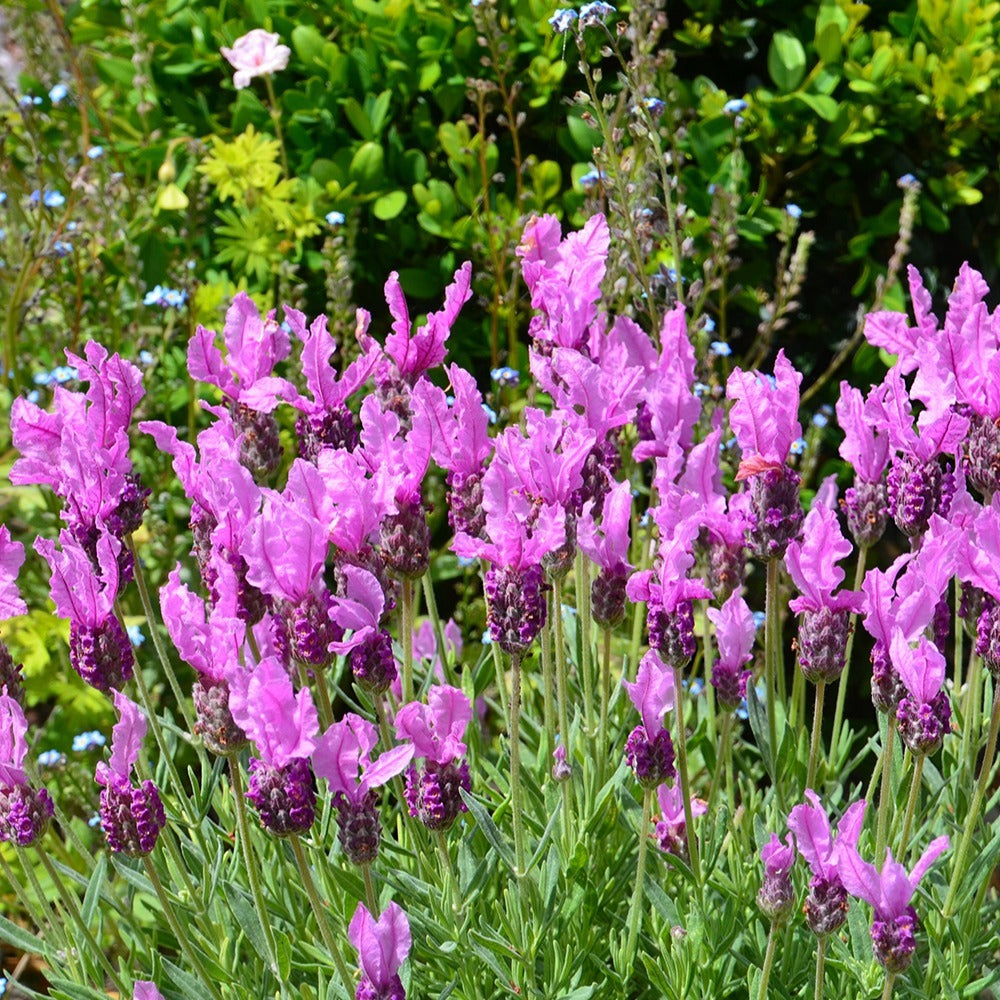 Lavandula stoechas the princess ® lavender 'ib910- - Lavendel The Princess ® Lavender - Lavendel
