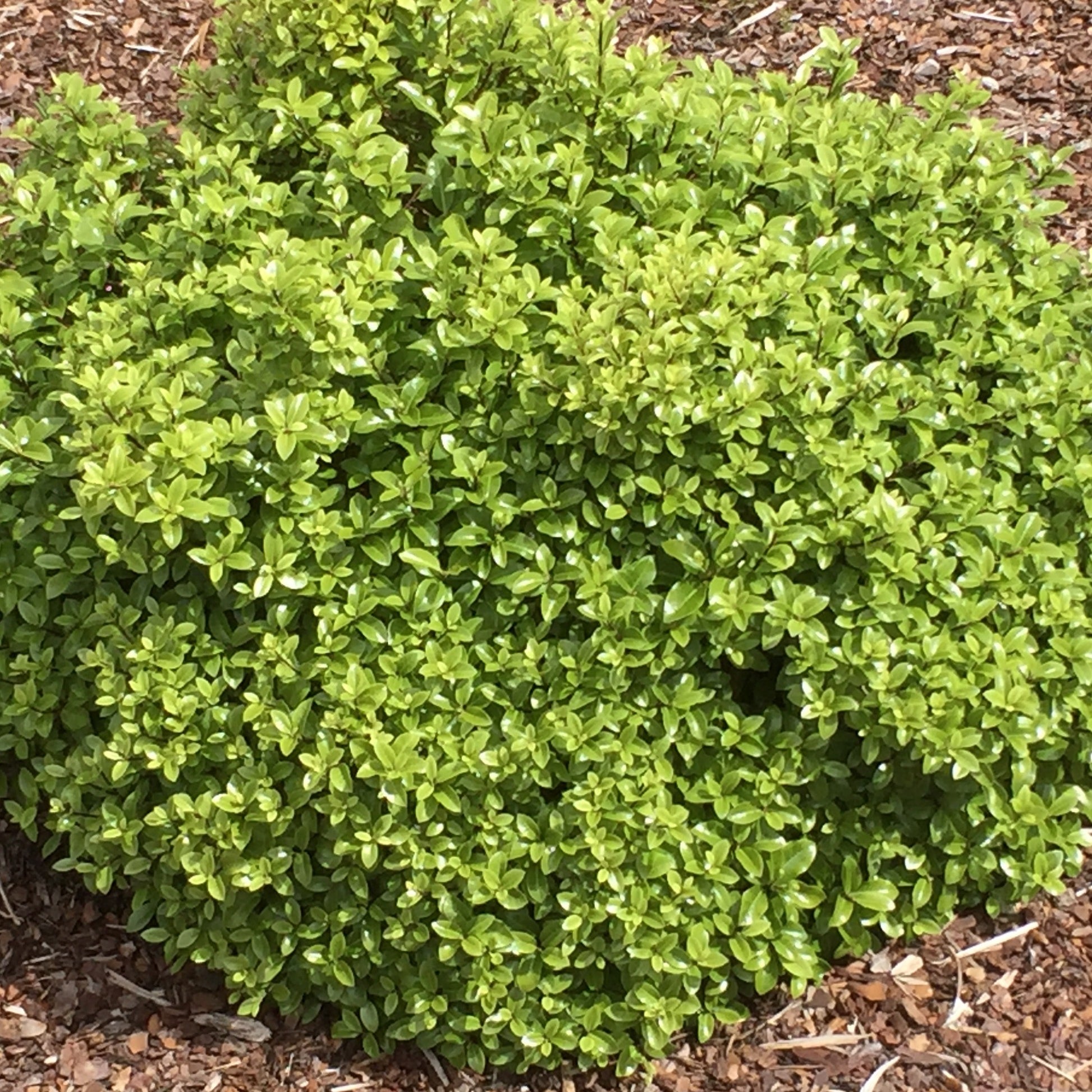 Klebsame ‘Golf Ball’ - Pittosporum tenuifolium ‘golf ball’ - Bakker