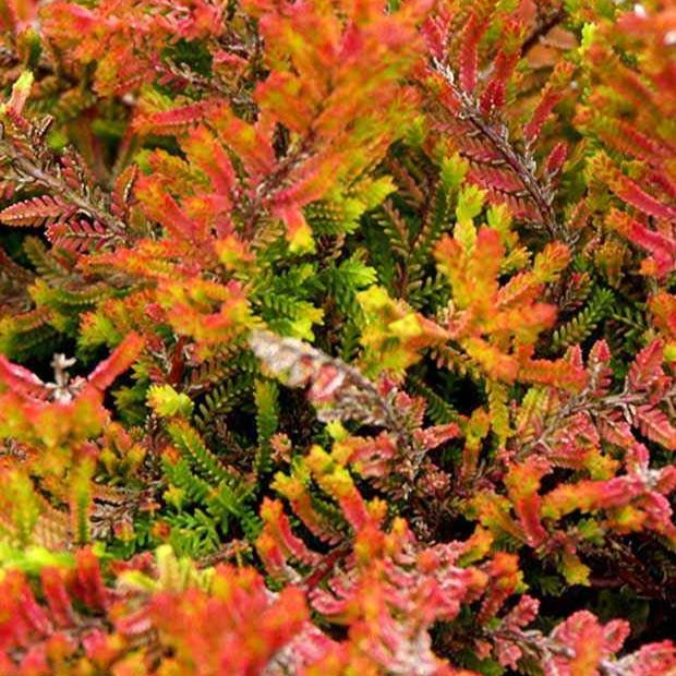 Besenheide Wickwar Flame - Bakker