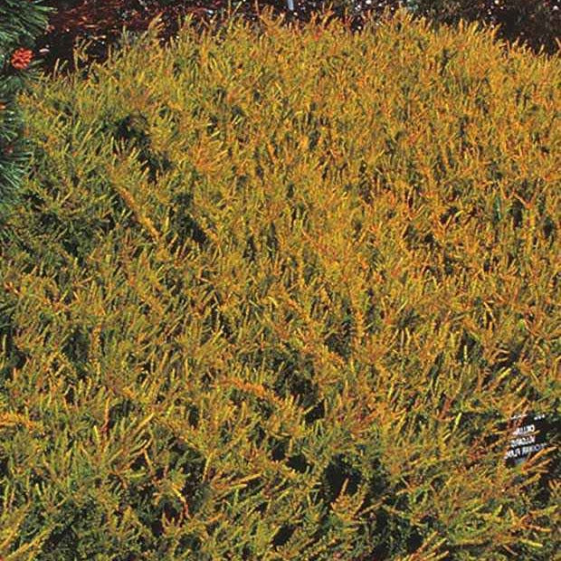 Besenheide Wickwar Flame - Calluna vulgaris Wickwar Flame - Bakker