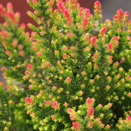 Calluna vulgaris Spring Torch - Sommerheide Spring Torch - Glockenblumen