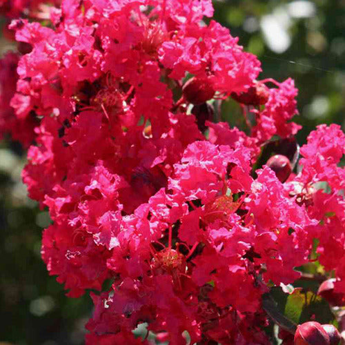 Kreppmyrte ‘Petite Red’ - Bakker