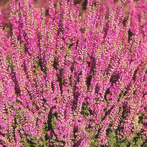 Heidekraut Darkness - Calluna vulgaris darkness - Bakker