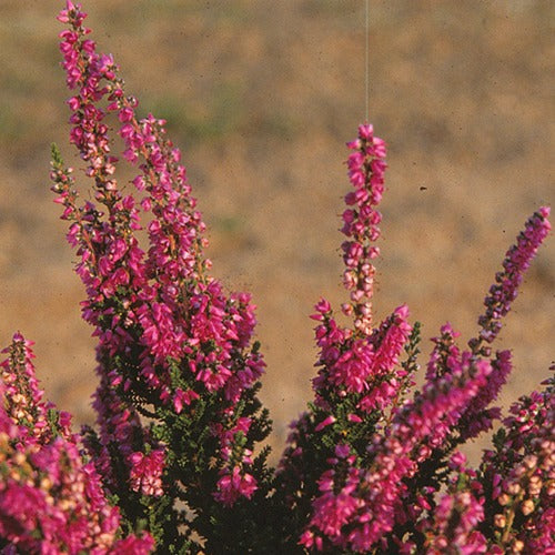 Calluna vulgaris darkness - Heidekraut Darkness - Heidekraut
