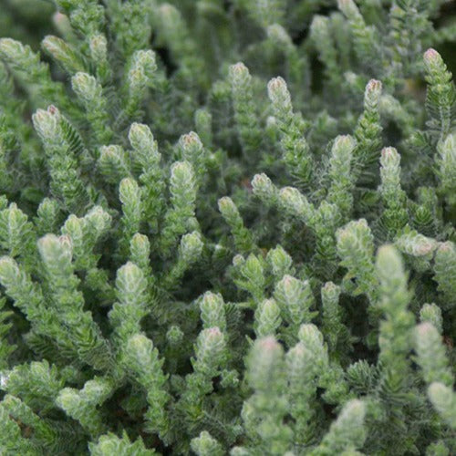 Calluna vulgaris Silver Knight - Sommerheide 'Silver Knight' - Glockenblumen