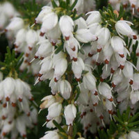Schneeheide Springwood White - Bakker