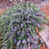 Rosmarinus officinalis Pointe du Raz - Kriechender Rosmarin ‘Pointe du Raz’ - Bodendecker