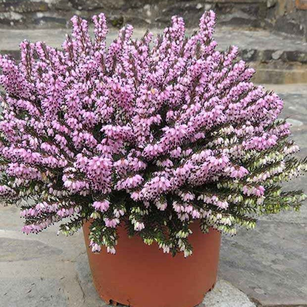 Erica darleyensis furzey - Winterheide Furzey - Heidekraut