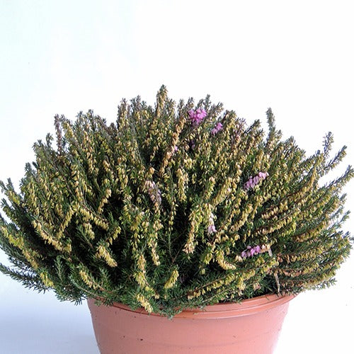 Winterheide J.W. Porter - Erica darleyensis j.w porter - Bakker