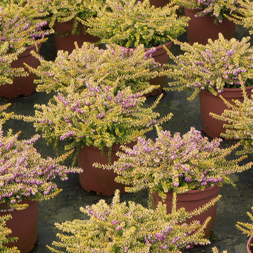 Winterheide Eva Gold - Erica darleyensis eva gold - Bakker