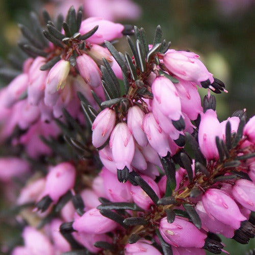 Heidekraut - Winterheide ‘Lucie’ - Erica darleyensis Winter Belles ® Lucie
