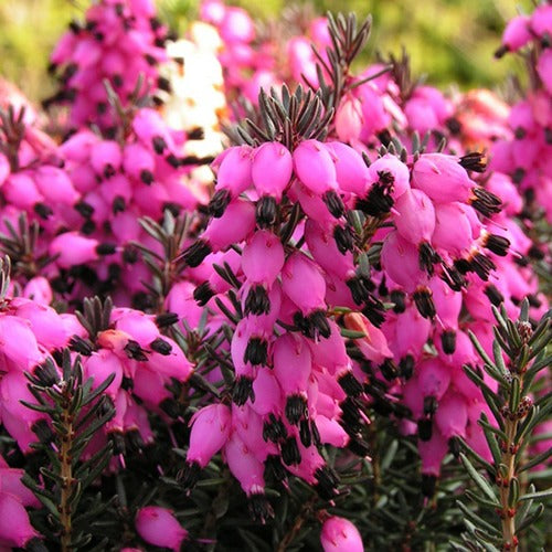 Erica darleyensis Winter Belles ® Lucie - Winterheide ‘Lucie’ - Heidekraut