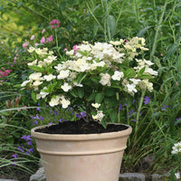 Rispenhortensie Prim White® Dolprim - Hydrangea paniculata prim 'white ® 'dolprim' - Bakker