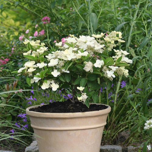 Rispenhortensie Prim White® Dolprim - Hydrangea paniculata prim 'white ® 'dolprim' - Bakker