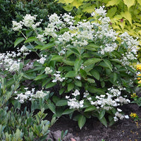 Hydrangea paniculata prim 'white ® 'dolprim' - Rispenhortensie Prim White® Dolprim - Rispenhortensie