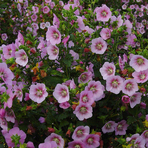 Kapmalve ‘Miss Pinky’ - Bakker