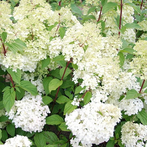 Rispenhortensie Diamantino® - Hydrangea paniculata diamantino ® 'ren101' - Bakker