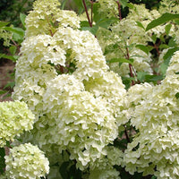 Rispenhortensie Diamantino® - Bakker
