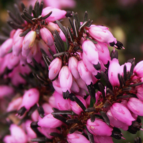 Winterheide Lea - Erica darleyensis lea - Bakker
