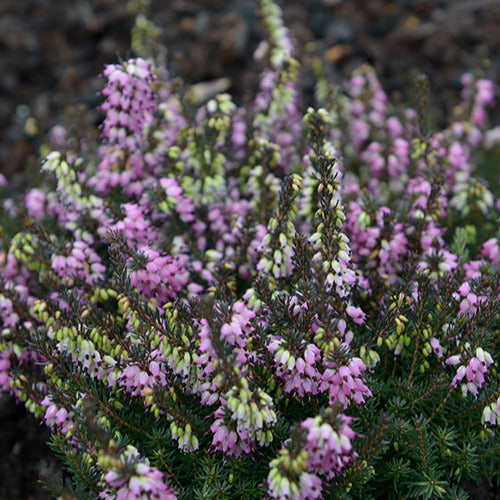 Winterheide Lea - Bakker