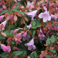 Abelia Pink Pong - Abelia grandiflora Pink Pong ® - Bakker