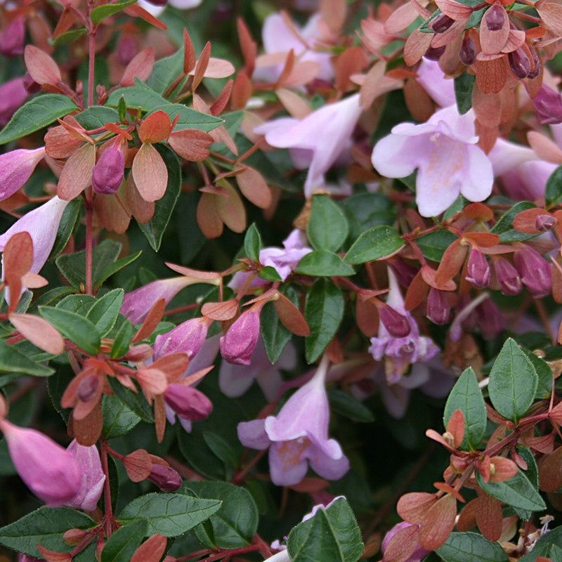 Abelia Pink Pong - Abelia grandiflora Pink Pong ® - Bakker