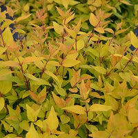 Abelia Golden Touche® BMR Golden - Bakker