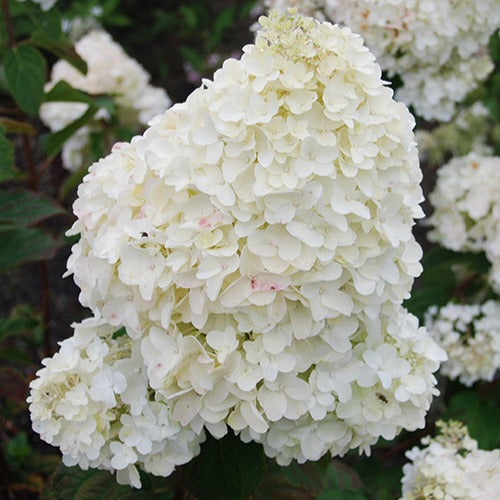 Rispenhortensie Dolly - Hydrangea paniculata  dolly - Bakker