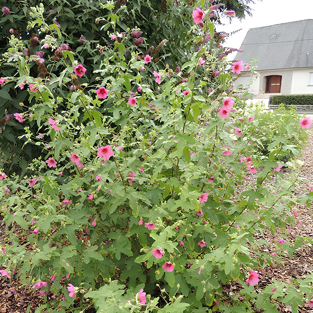 Anisodontea El Rayo - Kapmalve El Rayo - Balkonblumen