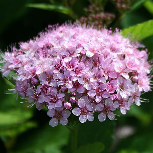 Spirea Pink Sparkler® - Spiraea betulifolia Pink Sparkler® - Bakker