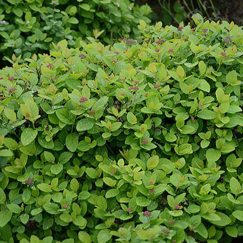 Spiraea betulifolia Pink Sparkler® - Spirea Pink Sparkler® - Spiraea