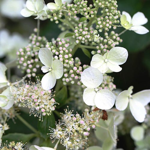 Rispenhortensie White Lady - Hydrangea paniculata White Lady - Bakker