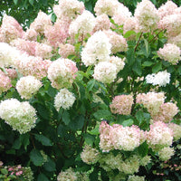 Rispenhortensie Phantom - Bakker