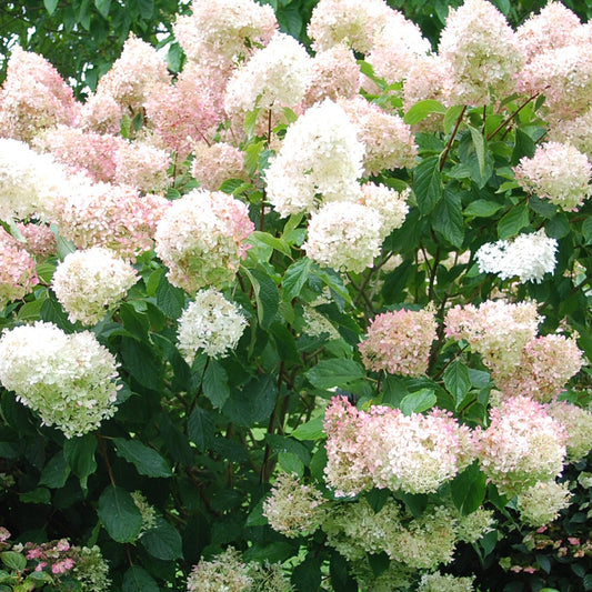 Rispenhortensie Phantom - Bakker