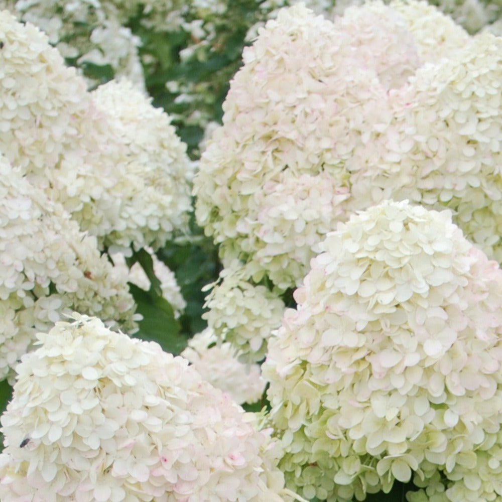 Hydrangea paniculata phantom - Rispenhortensie Phantom - Rispenhortensie