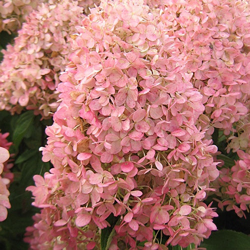 Rispenhortensie Magical® Candle - Hydrangea paniculata magical ® candle - Bakker