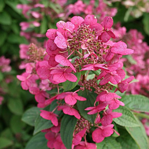 Rispenhortensie Magical ® Fire - Hydrangea paniculata magical fire - Bakker