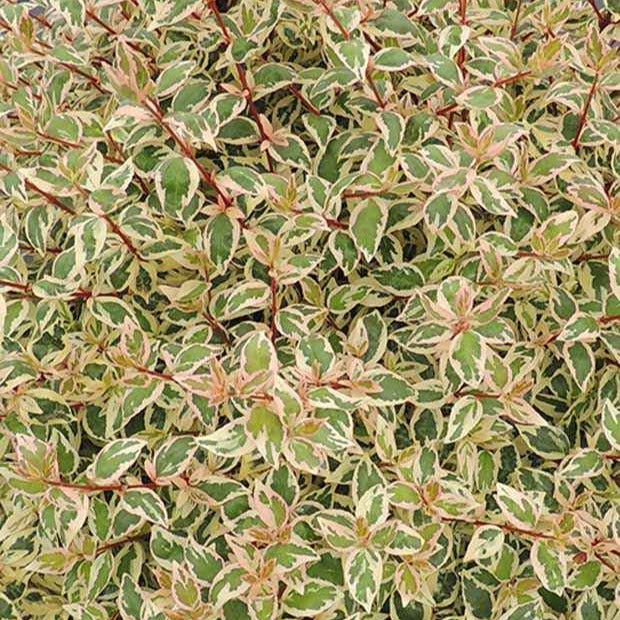 Abelie ‘Pink Lady’ - Abelia grandiflora pink lady - Bakker