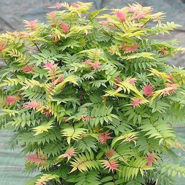 Fiederspiere Pink Hopi® - Sorbaria sorbifolia pink hopi ® - Bakker
