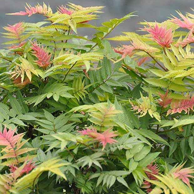 Fiederspiere Pink Hopi® - Bakker