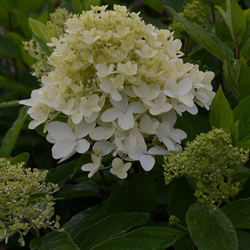 Rispenhortensie Magical® Sweet Summer - Hydrangea paniculata magical ® sweet summer - Bakker