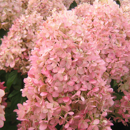 Rispenhortensie Magical® Sweet Summer - Bakker