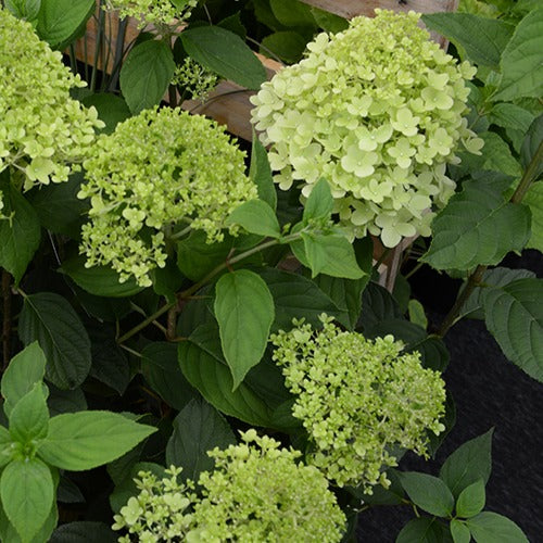 Rispenhortensie Ruby Angels Blush - Hydrangea paniculata ruby angels blush - Bakker