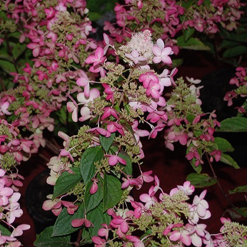 Rispenhortensie Ruby Angels Blush - Bakker